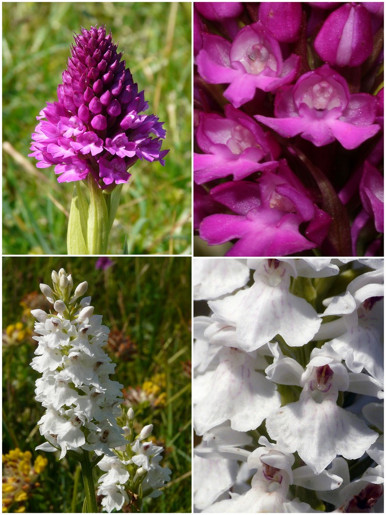 Orchidee d''Irlanda